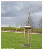 Gedenkbaum