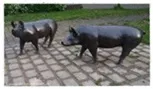 Schweine / Kurt Arentz